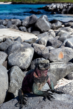 Land Iguana - Espanola island - Galapagos