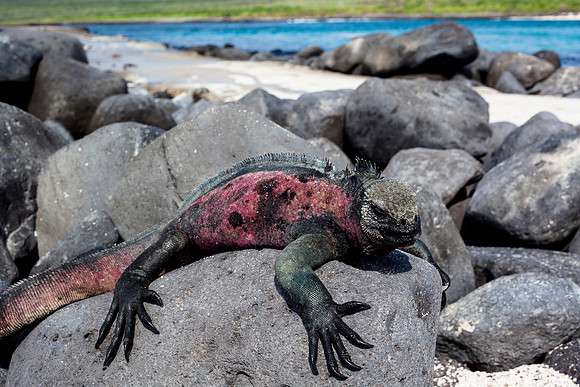 Land Iguana - Espanola island - Galapagos