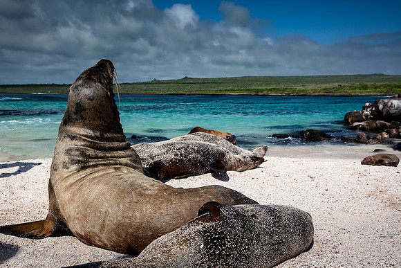 Sea lion -  Espanola island - Galapagos