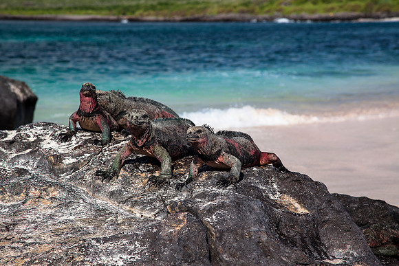 Land Iguana - Espanola island - Galapagos