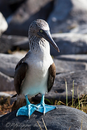 Blue footed booby - Espanola Island - Galapagos