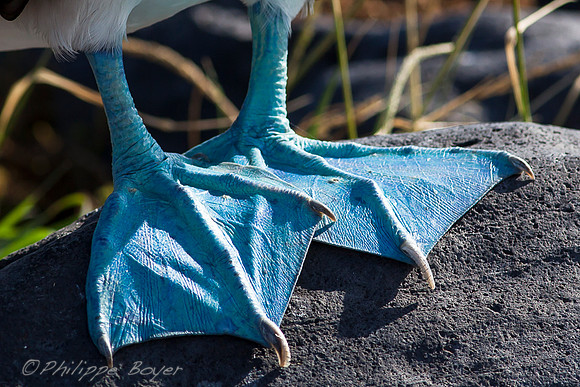 Blue footed booby - Espanola Island - Galapagos