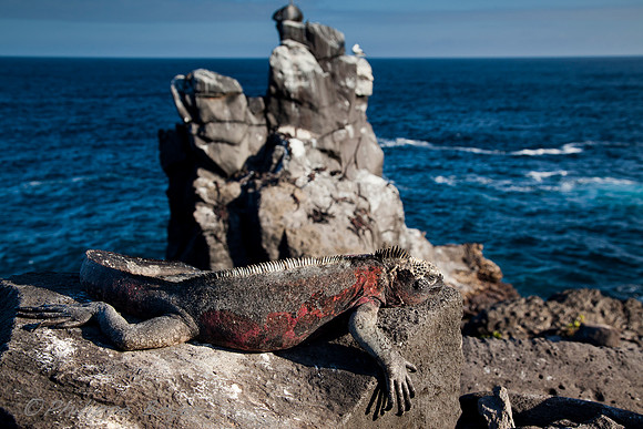 Land Iguana - Espanola island - Galapagos