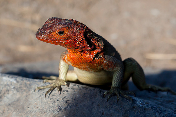 Lava Lizard - Espanola Island - Galapagos