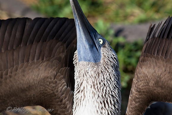 Blue footed booby - Espanola Island - Galapagos