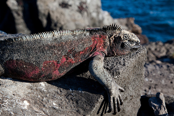 Land Iguana - Espanola island - Galapagos