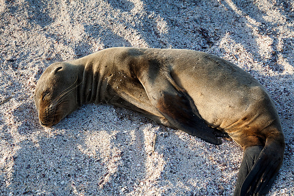 Sea lion -  Espanola island - Galapagos