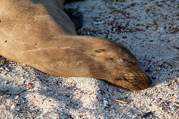 Sea lion -  Espanola island - Galapagos