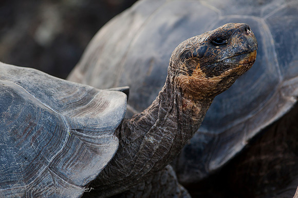 Giant turtle - Santa cruz - Galapagos