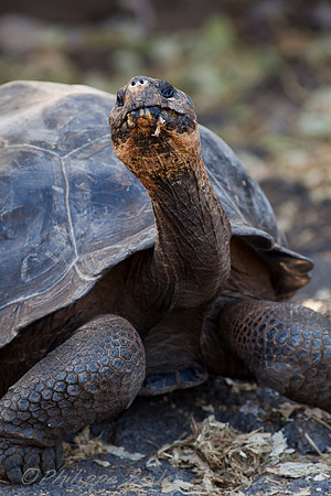 Giant turtle - Santa cruz - Galapagos