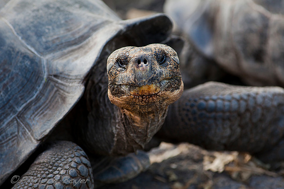 Giant turtle - Santa cruz - Galapagos