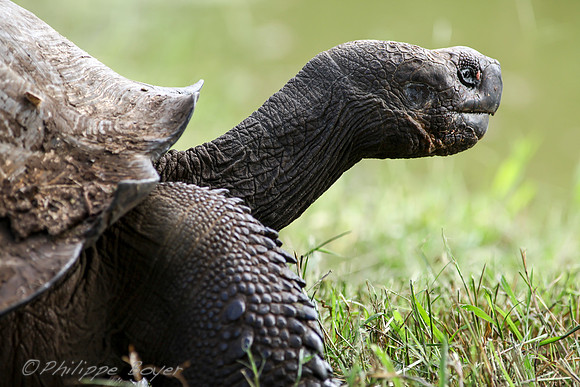 Giant turtle - Santa cruz - Galapagos