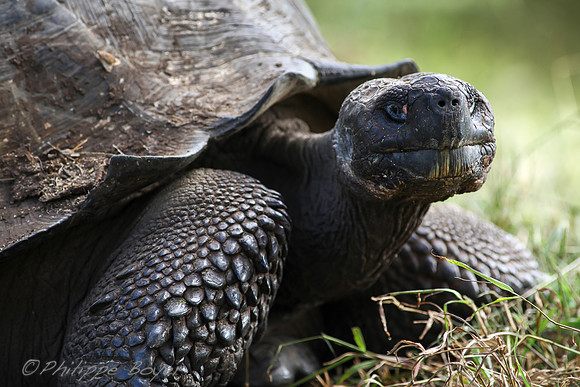 Giant turtle - Santa cruz - Galapagos