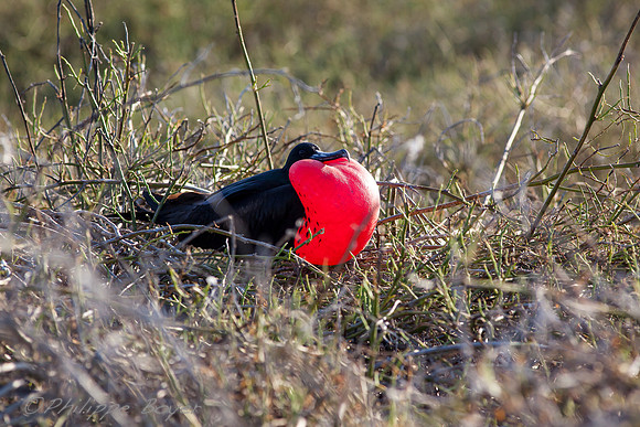 Fregate bird - North Seymour - Galapagos