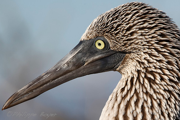 Blue footed booby - Espanola Island - Galapagos