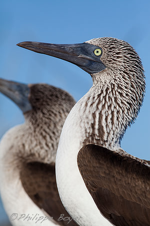 Blue footed booby - North Seymour Galapagos