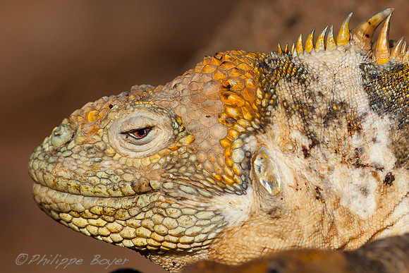 Land iguana - north seymour - Galapagos