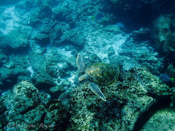 Sea turtle - Galapagos