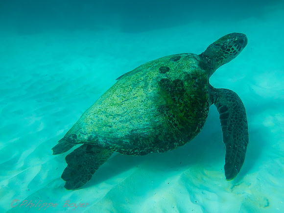 Sea turtle - Galapagos