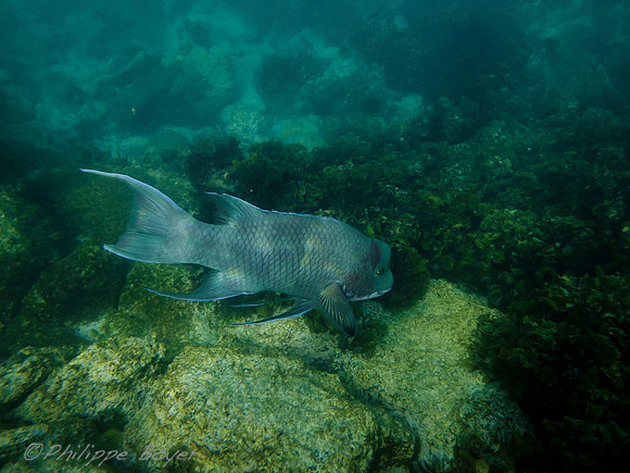Tropical Fish - Galapagos