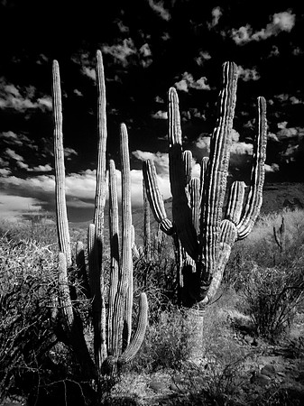 Mexique - Baja California Sur