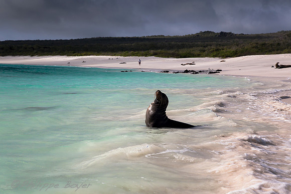 sea lion - Gardner bay - Galapagos