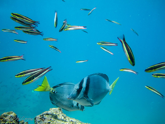 Tropical Fish - Galapagos