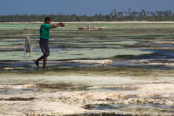 Zanzibar - Pongwe