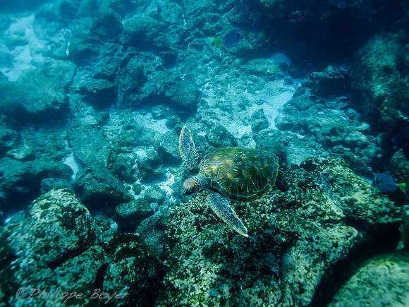 Sea turtle - Galapagos