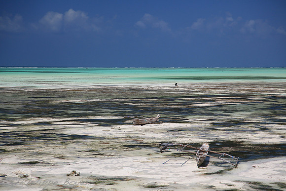 Zanzibar - Pongwe