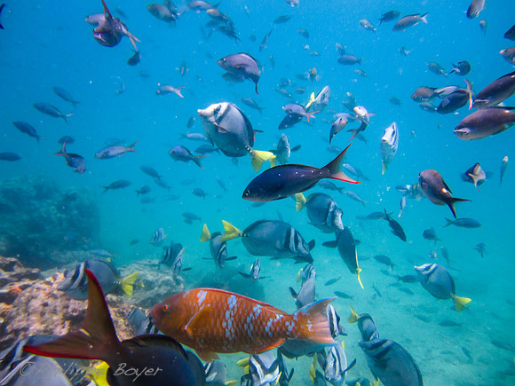 Tropical Fish - Galapagos