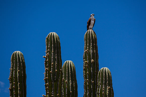 Mexique - Baja California Sur