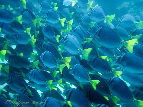 Tropical Fish - Galapagos