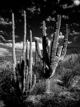 Mexique - Baja California Sur