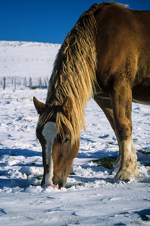 Cheval - Cantal