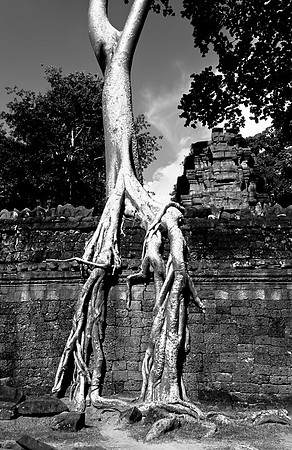 Angkor - Ta prohm