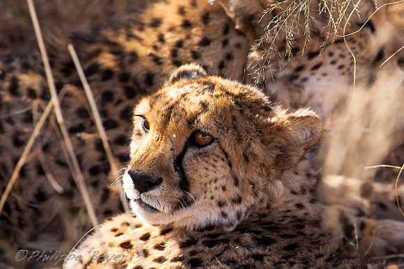 Cheetah Conservation Fund - Namibia
