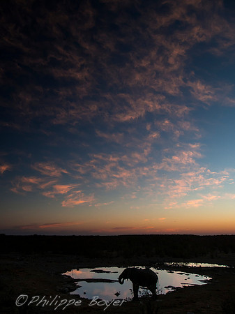 Etosha- Halali - Namibia