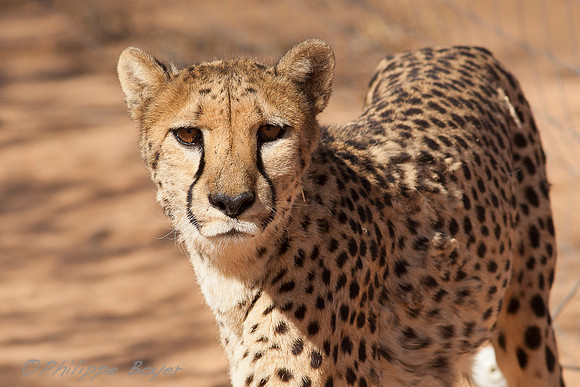 Cheetah Conservation Fund - Namibia