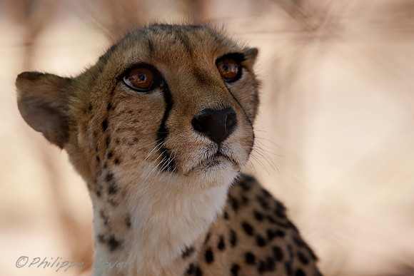 Cheetah Conservation Fund - Namibia