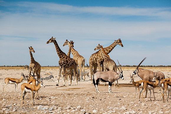 Etosha- Namibia