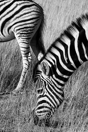 Etosha- Namibia