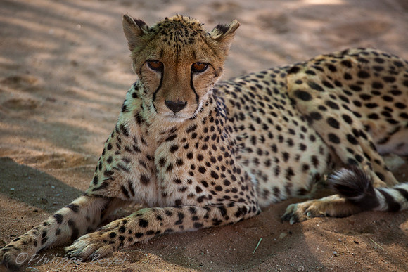 Cheetah Conservation Fund - Namibia
