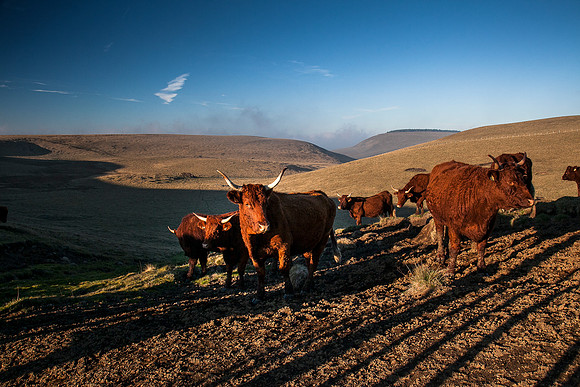 Vaches Salers - Anzat le Luguet