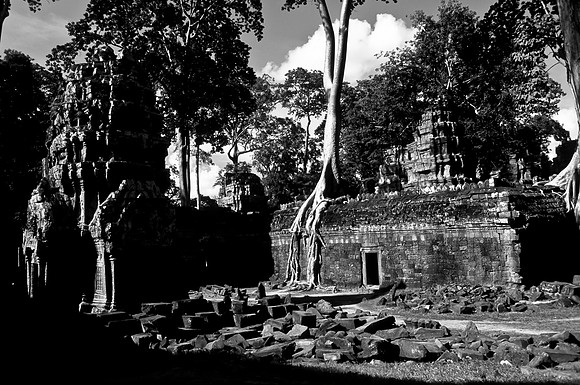 Angkor - Ta prohm