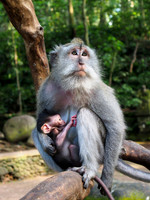 Ubud - Monkey forest