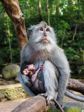 Ubud - Monkey forest
