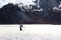 Killer Whales - Hamnoy - Lofoten