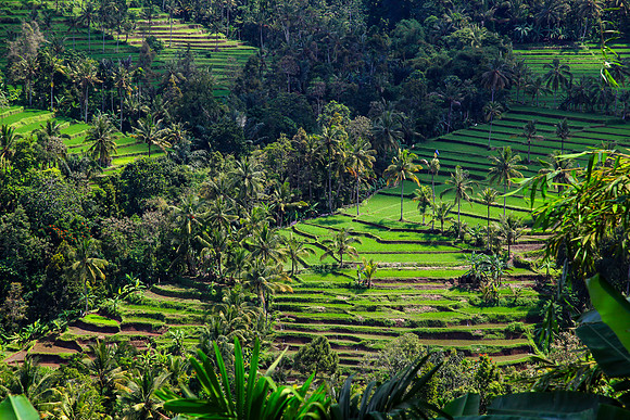 Java -Rice field