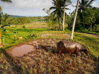 Java - Rice fields